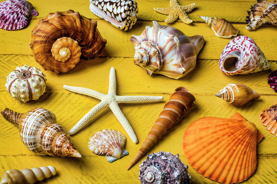Classic Seashell Collection Photograph by Garry Gay