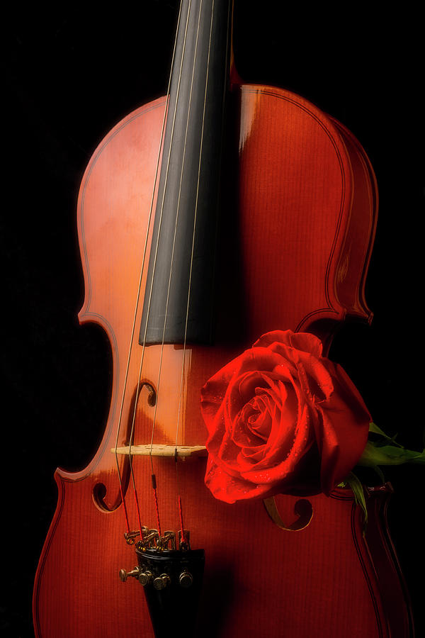 Classic Violin And Red Rose Photograph by Garry Gay