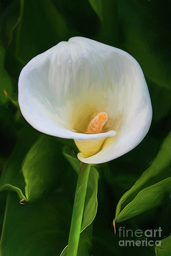Classic White Calla Lily Photograph by Gabriele Pomykaj
