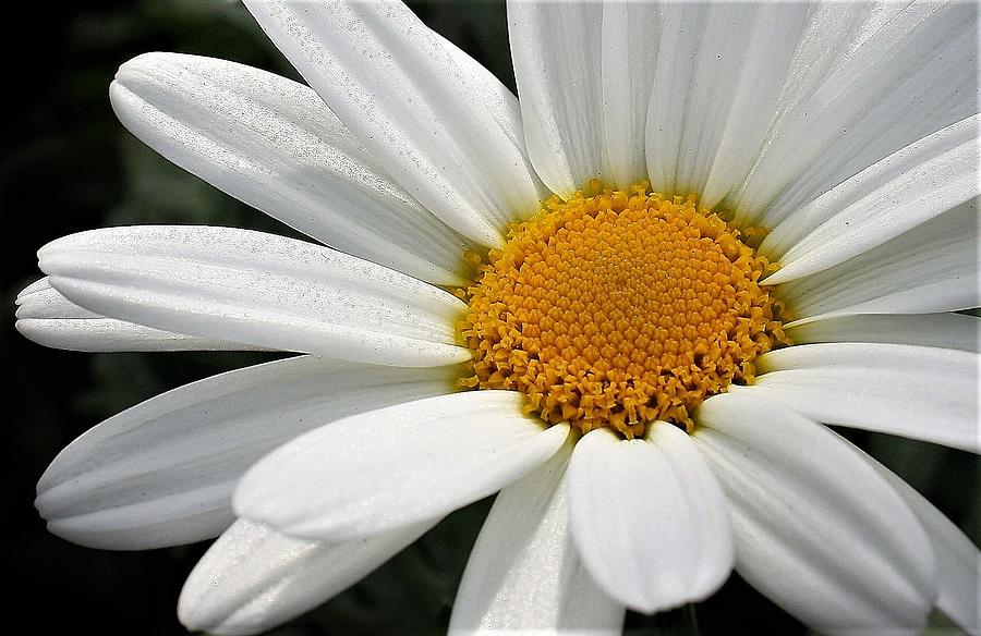 Classic White Daisy Photograph by Bruce Bley