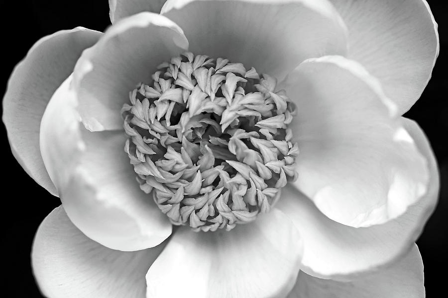 Classic White Peony Black And White Photograph by Debbie Oppermann
