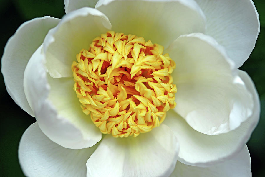 Classic White Peony Photograph by Debbie Oppermann