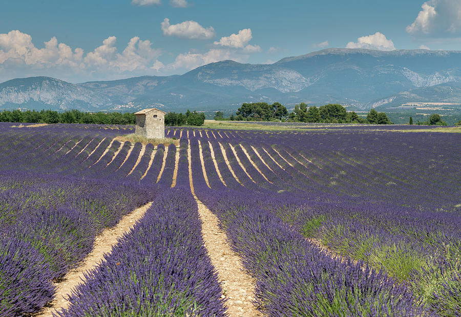 Classical Provence Photograph by Rob Hemphill