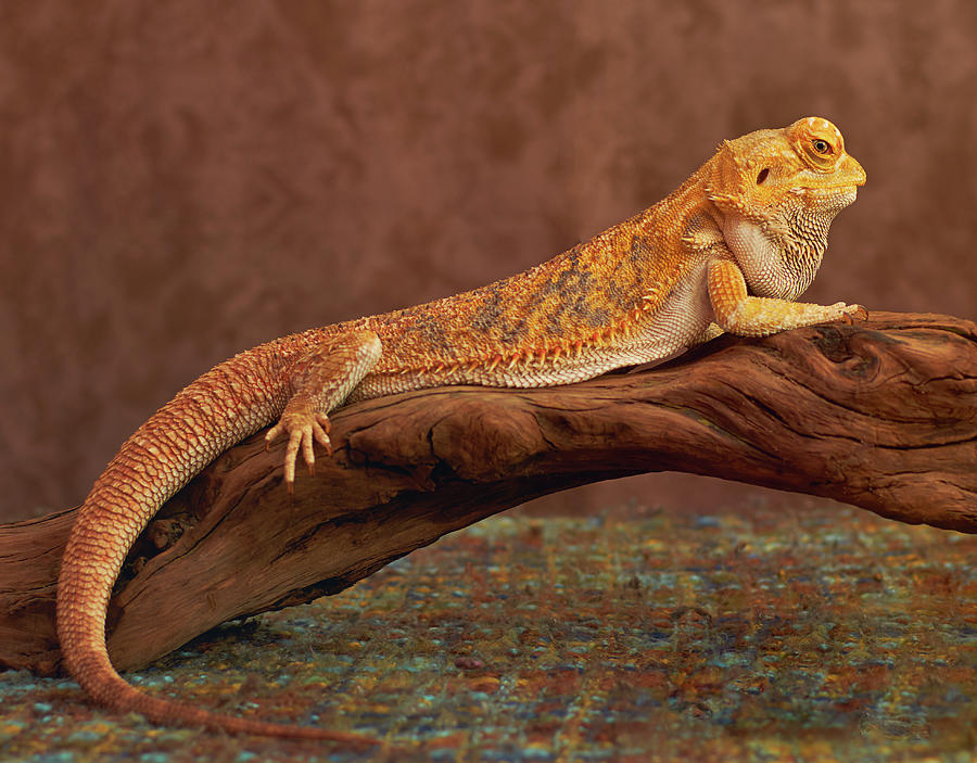 Classy Bearded Dragon on a Branch Photograph by Calina Bell Fine Art America