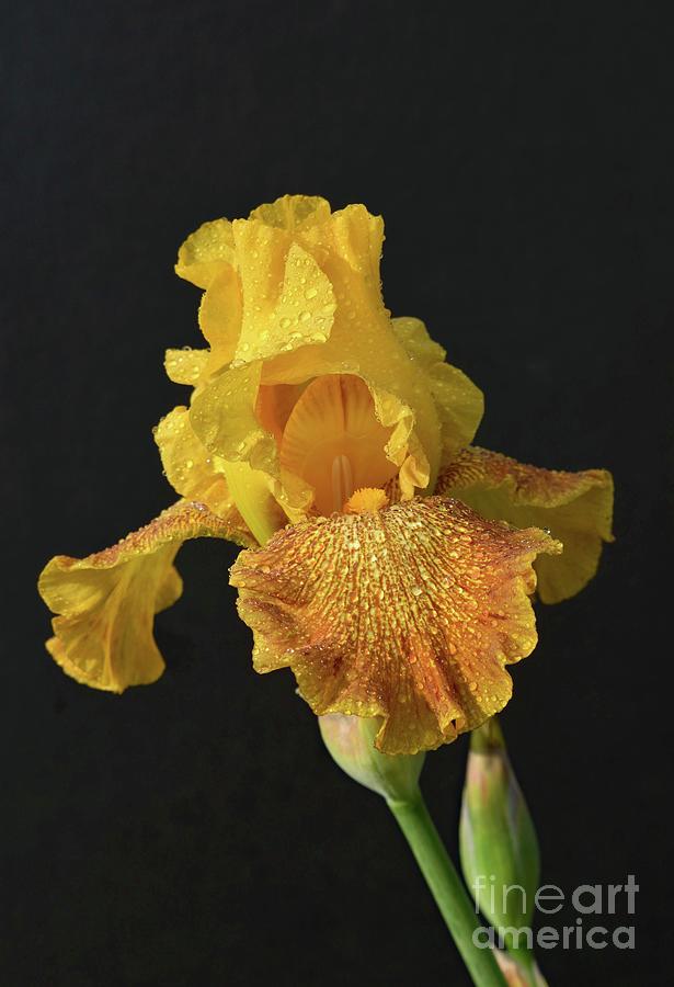 Classy Bearded Iris Photograph