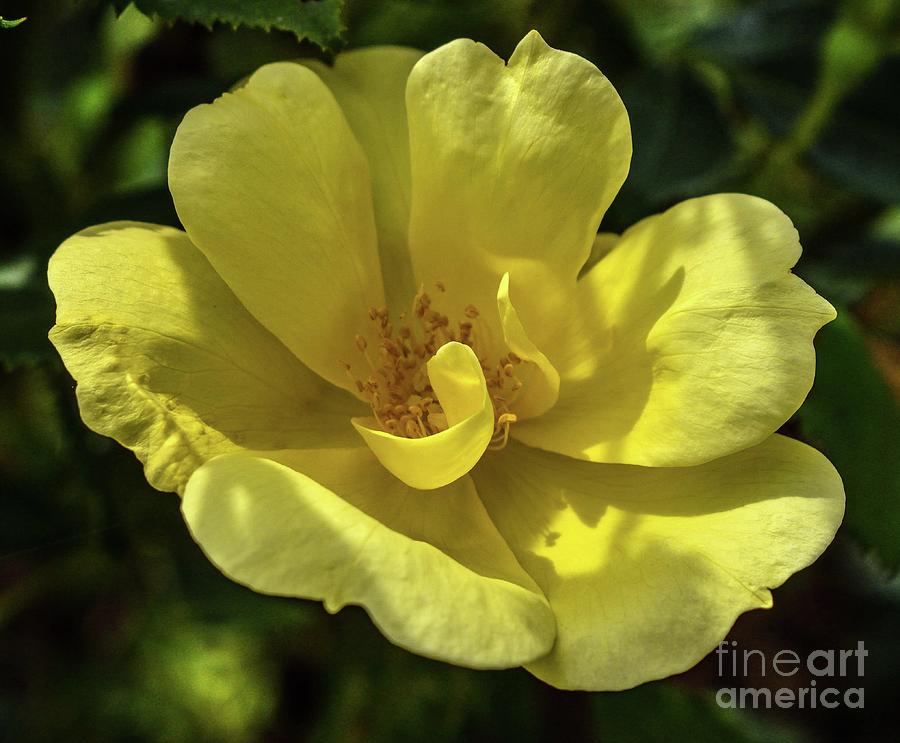 Classy Yellow Knock Out Rose Photograph