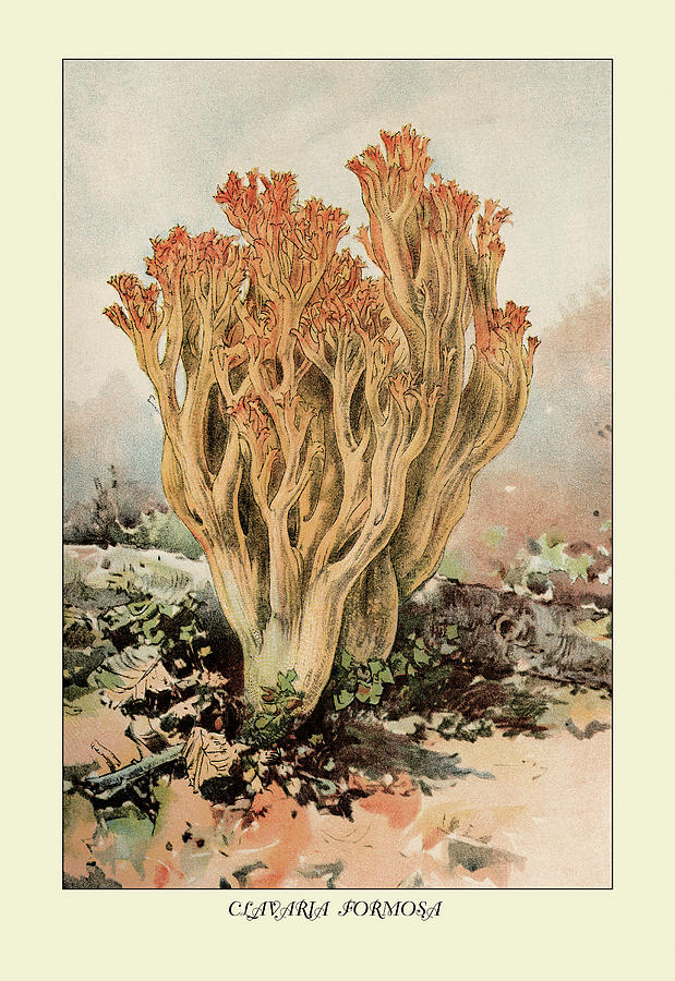 Clavaria Formosa Painting by W. Hamilton Gibson