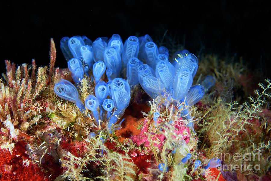 Clavelina Sea Squirts by Alexander Semenov/science Photo Library