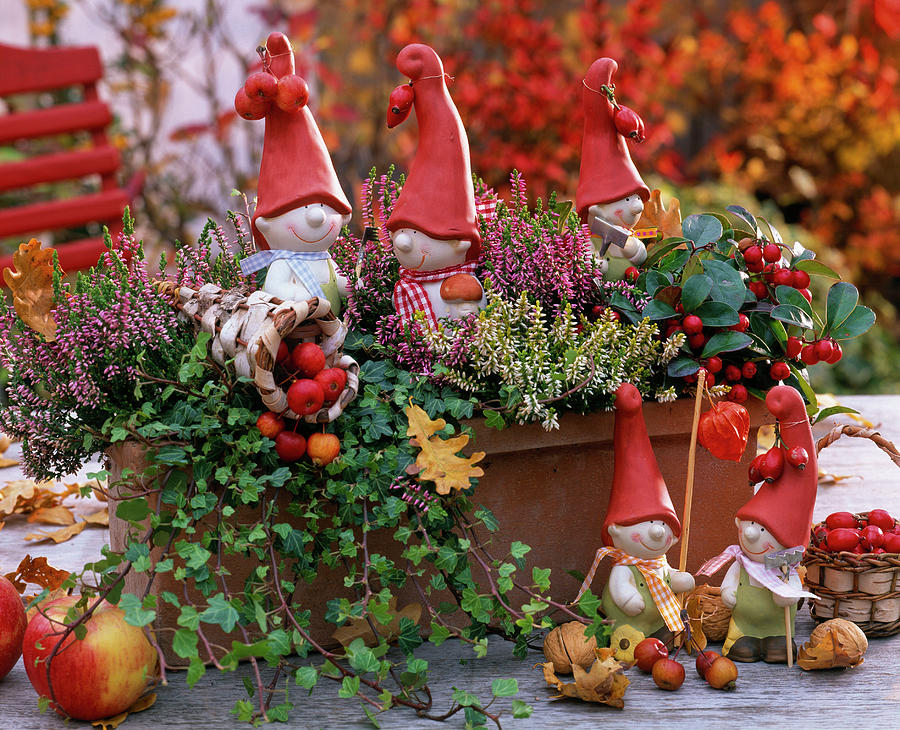 Clay Box With Calluna Garden Girls budding Broom Heath Photograph by ...