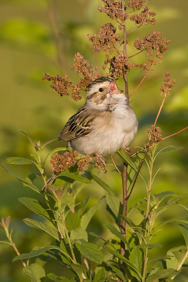 Clay-colored Sparrow Photograph by James Zipp