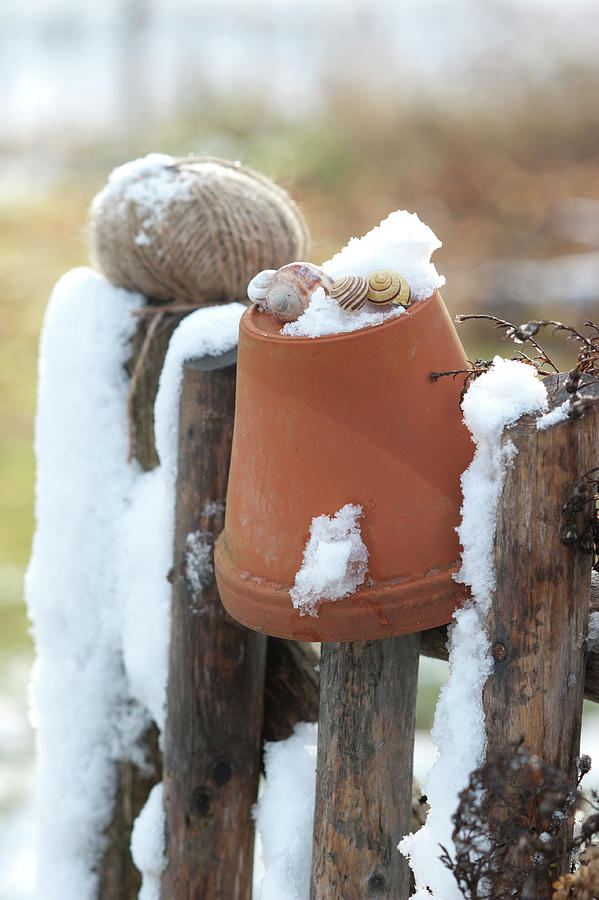 Clay Pot With Snail Shed And Snow On Garden Fence Photograph by Friedrich Strauss