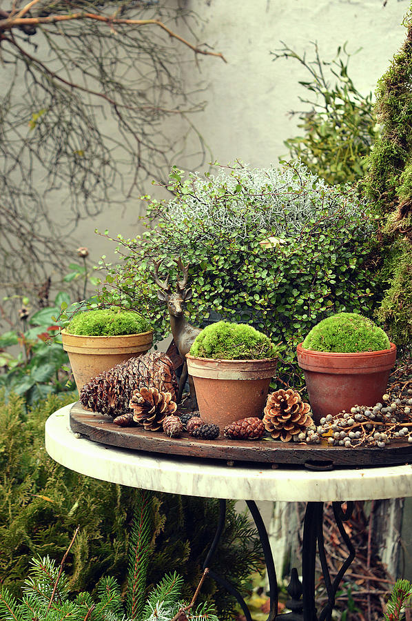 Clay Pots With Moss In Front Of A Pot With Pohuehue And Ragwort, Deer As A Decoration Photograph by Christin By Hof 9