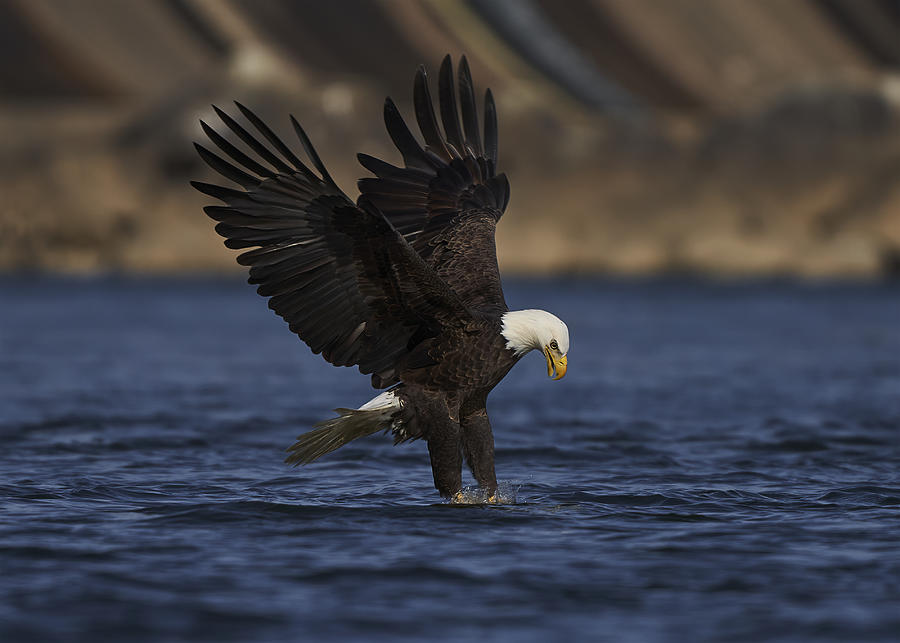 Eagle Photograph - Clean Claws by Johnny Chen