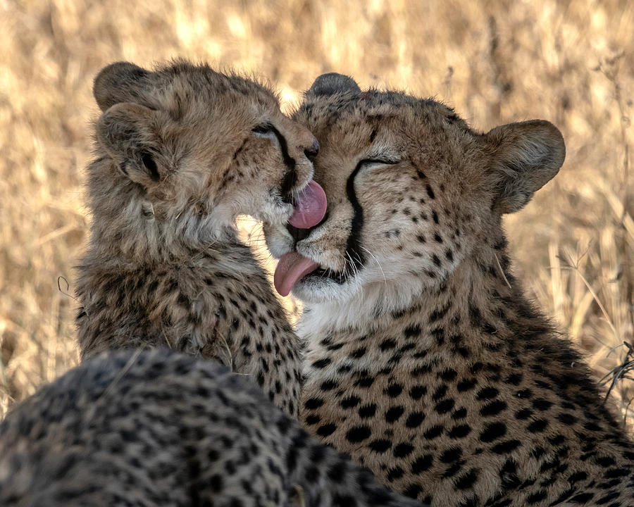 Cheetah Photograph - Clean Each Other by Hung Tsui