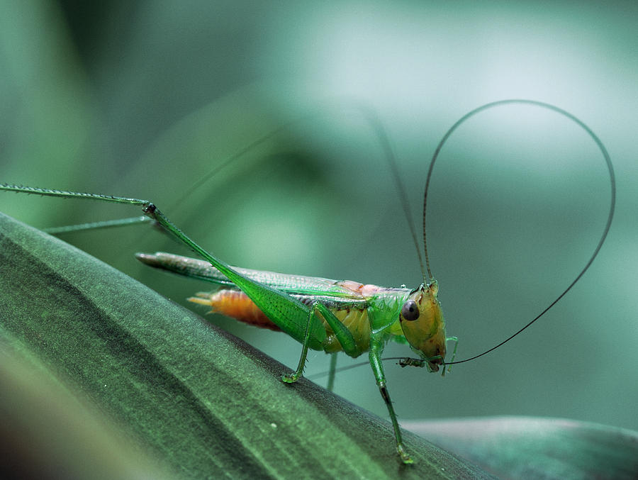Grasshopper Photograph - Cleaning by Jimmy Hoffman