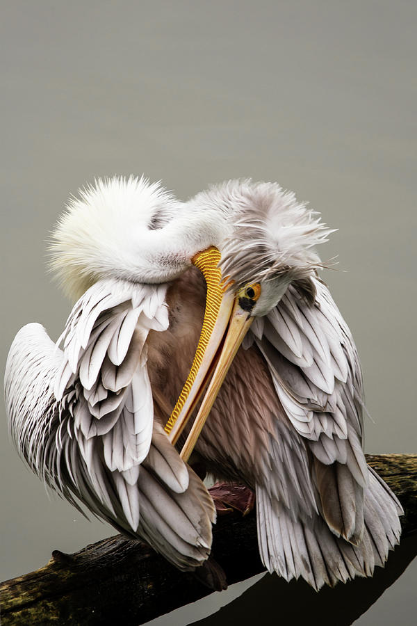 Pelican Photograph - Cleaning The Feathers by Kerstin Meyer