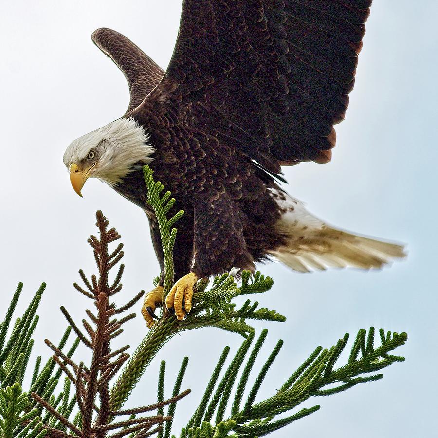 Clear for Takeoff by John Bates Clear for Takeoff by John Bates
