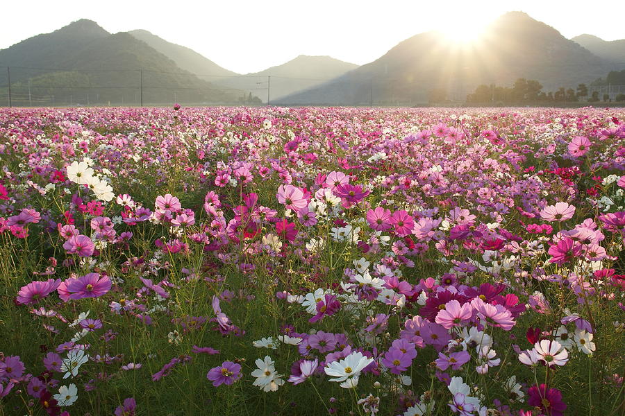 Clear Morning Light At Cosmos Field Photograph by Knulp