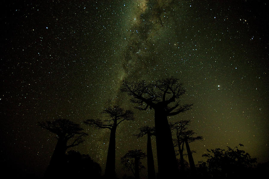 Clear Night Time Skies In Madagascar Photograph by Mint Images - Art Wolfe