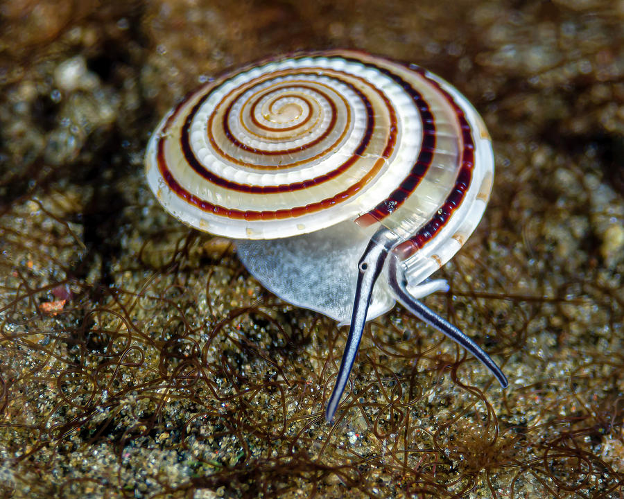 Clear Sundial Snail Architectonica Photograph by Bruce Shafer