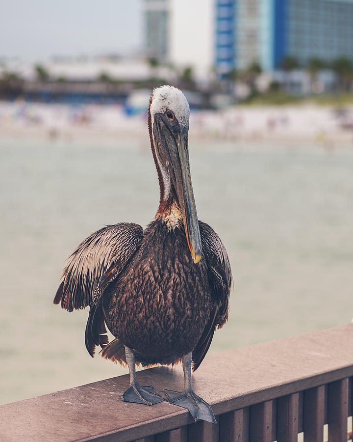 Clearwater Pelican Photograph