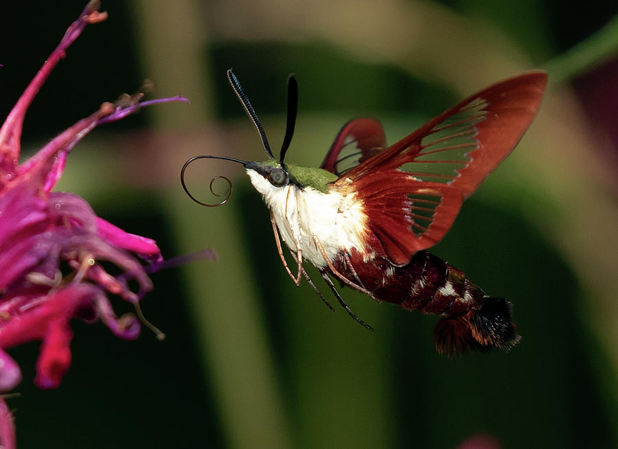 ClearWing Moth Photograph by David Lester - Fine Art America