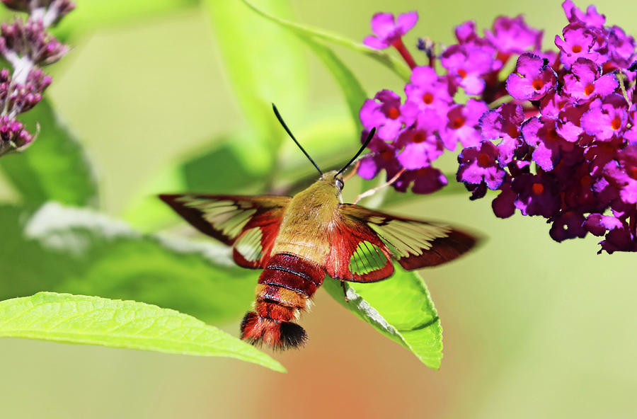 Clearwing Moth Sipping Nectar On Buddleia Photograph