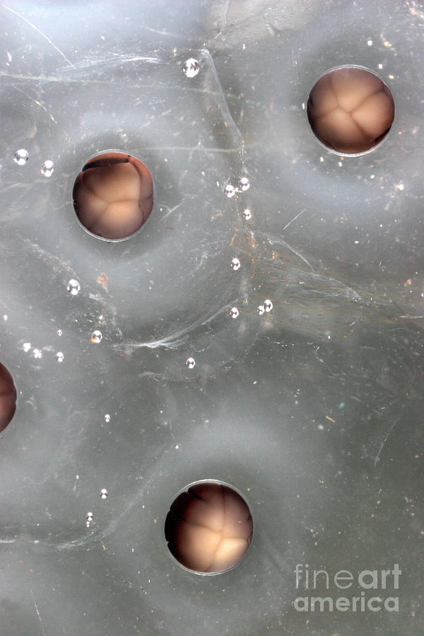 Cleavage In Frog Eggs Photograph by Dr Keith Wheeler/science Photo Library