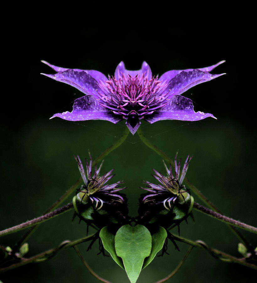 Clematis 1 by Buddy Scott Clematis 1 by Buddy Scott