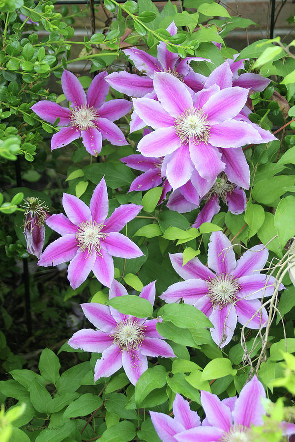 Clematis 1552 by Ericamaxine Price Clematis 1552 by Ericamaxine Price