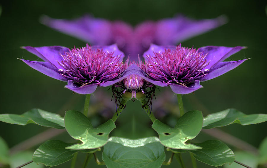 Clematis 2 by Buddy Scott Clematis 2 by Buddy Scott