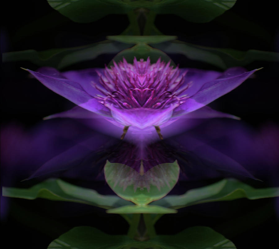 Clematis 3 by Buddy Scott Clematis 3 by Buddy Scott