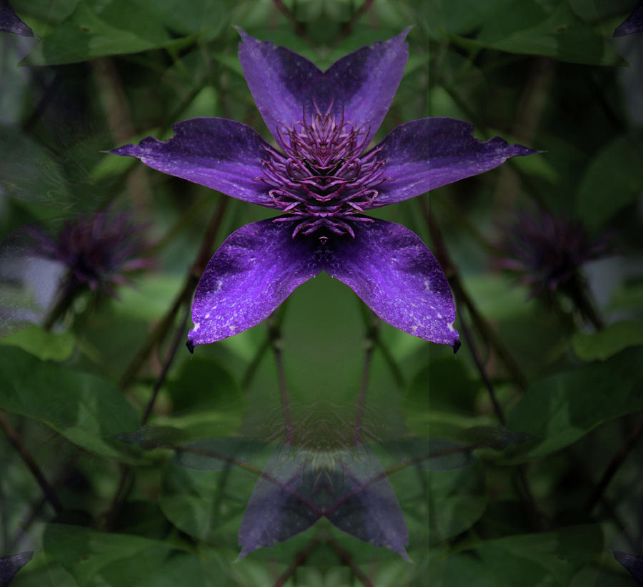 Clematis 4 by Buddy Scott Clematis 4 by Buddy Scott
