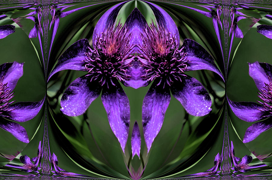 Clematis 5 by Buddy Scott Clematis 5 by Buddy Scott