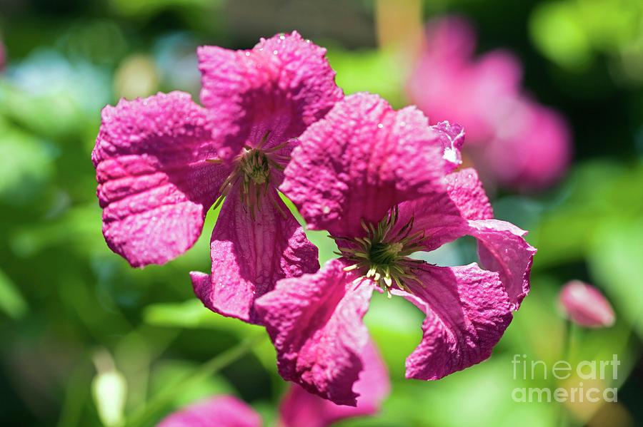 Clematis abundance Photograph by Dr Keith Wheeler/science Photo Library