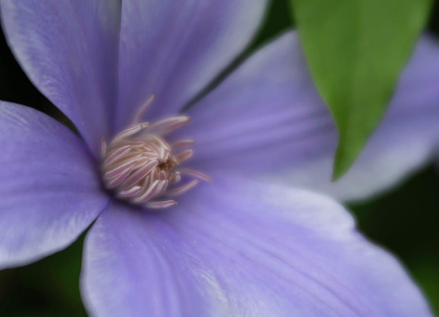  Clematis and Leaf Photograph by Forest Floor Photography