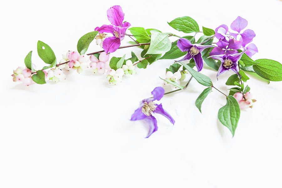 Clematis And Snowberry Branches On White Surface Photograph by Anneliese Kompatscher