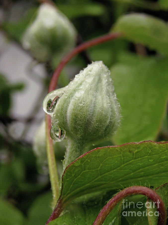 Clematis Bud Photograph by Kim Tran