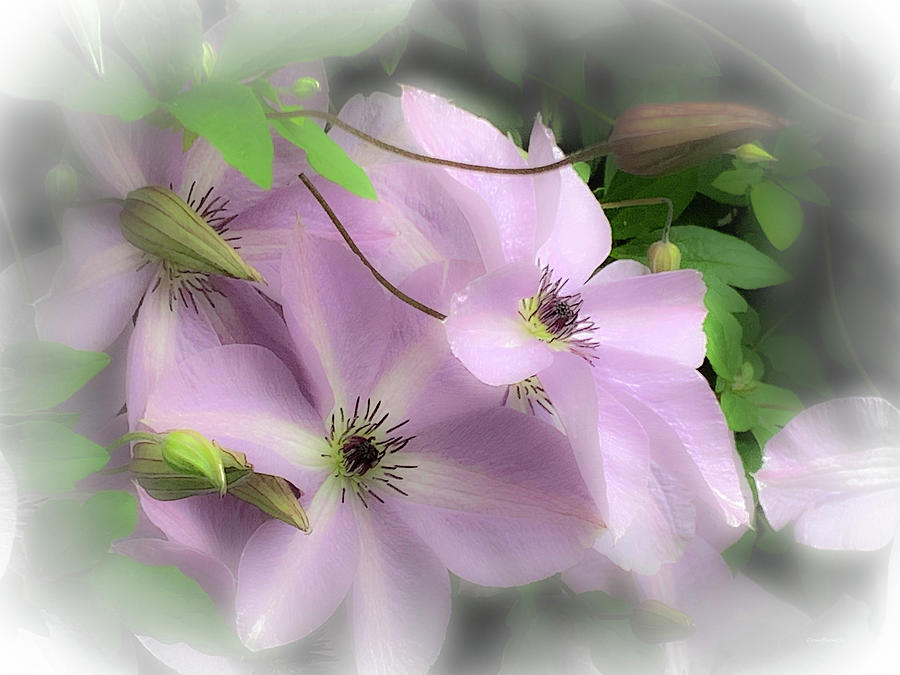 Clematis Couple Photograph by Diane Lindon Coy