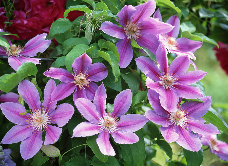 Clematis' Dr. Ruppel 'two-colored Clematis Photograph by Friedrich ...