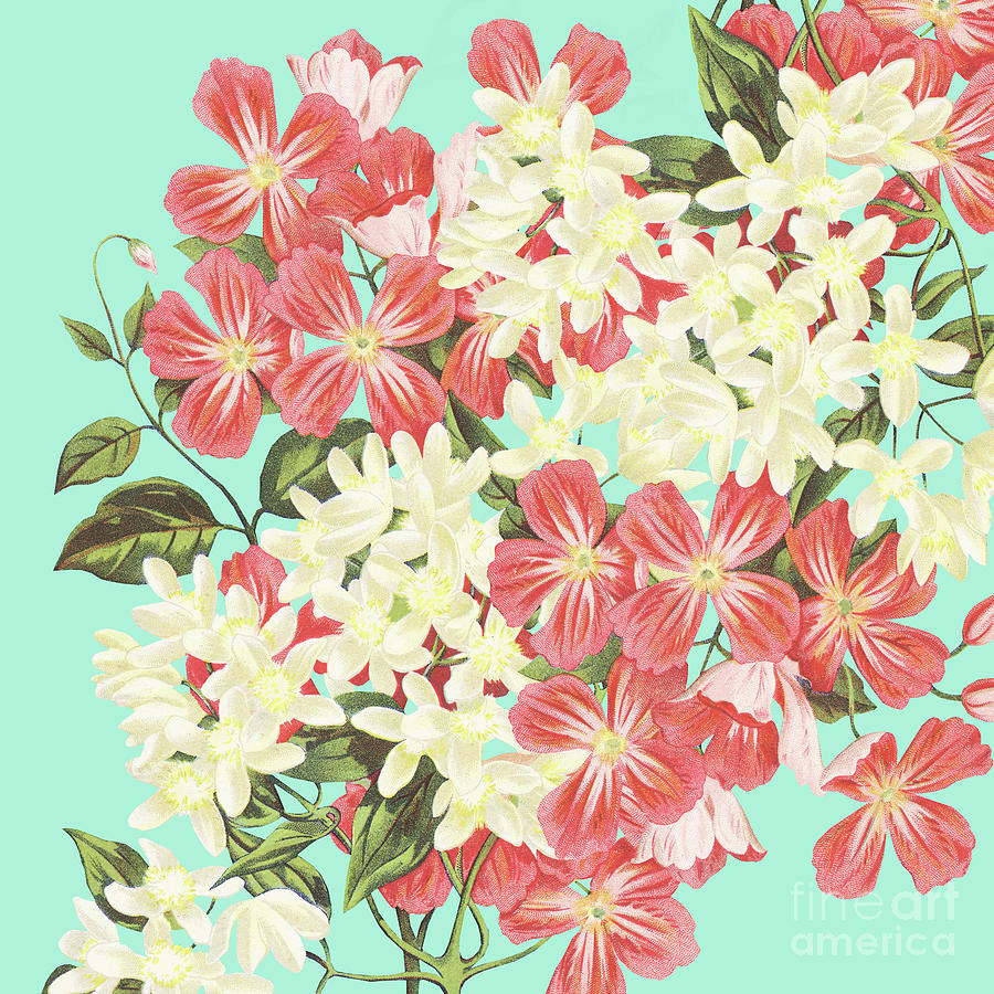 Clematis Floral Pattern Digital Art by Sharon Mau