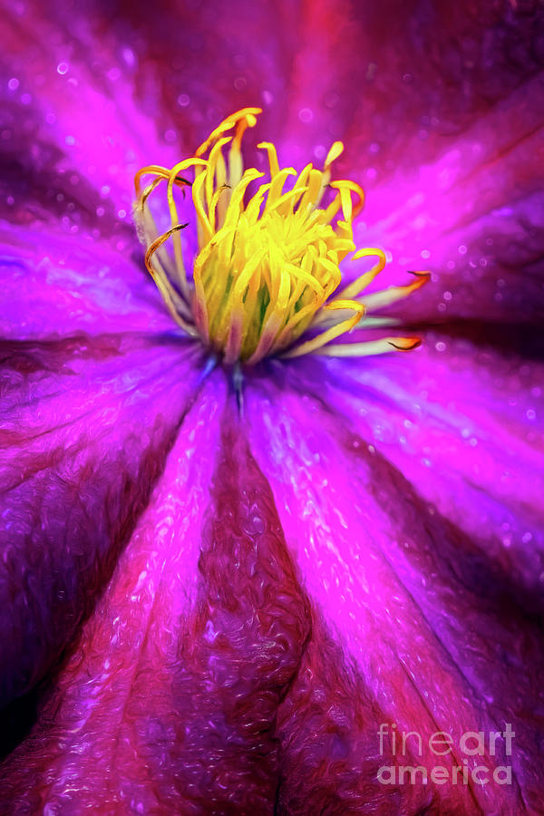 Clematis Flower Photograph by Adrian Evans