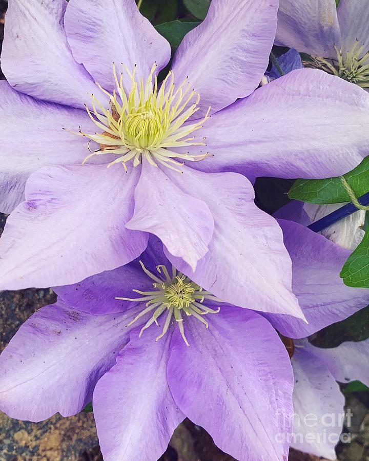 Clematis  Photograph by HD Connelly