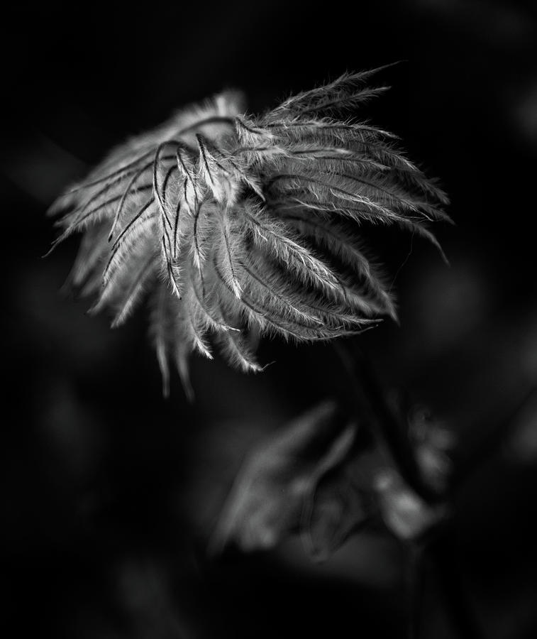 Clematis In Winter In Black and White Photograph by Greg and Chrystal Mimbs