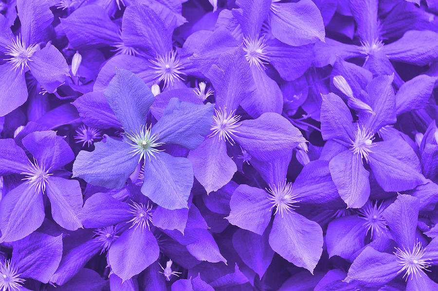 Clematis Photograph by JAMART Photography