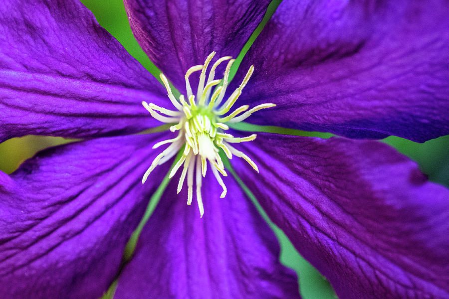 Clematis Photograph by Mary Ann Artz