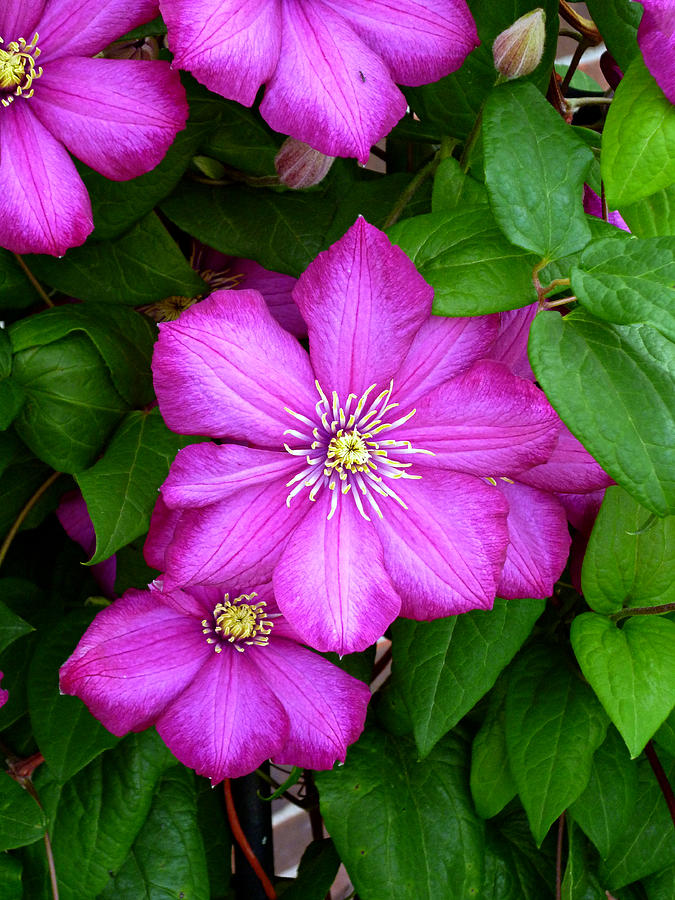 Clematis Photograph by Mike McBrayer