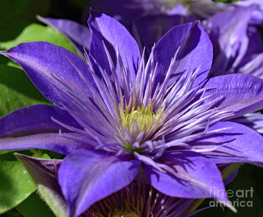 Crystal Fountain Clematis Perfection Photograph by Cindy Treger - Fine ...