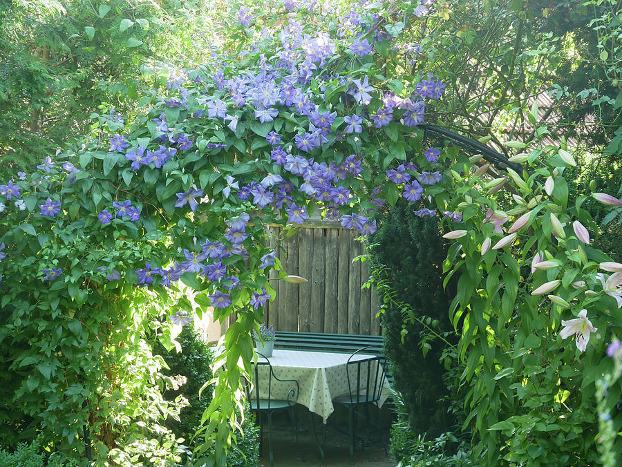 Clematis perle Dazur On The Rose Arch With A View Of The Seating Area Photograph by Brigitte Niemela