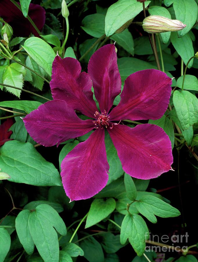 Clematis rouge Cardinal Photograph by Geoff Kidd/science Photo Library